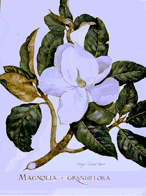 magnolia.gif - 23519 Bytes